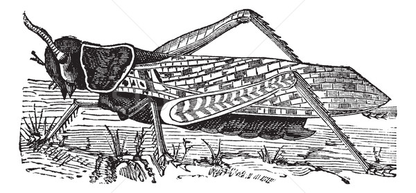 Migratory locust or Locusta migratoria vintage engraving Stock photo © Morphart
