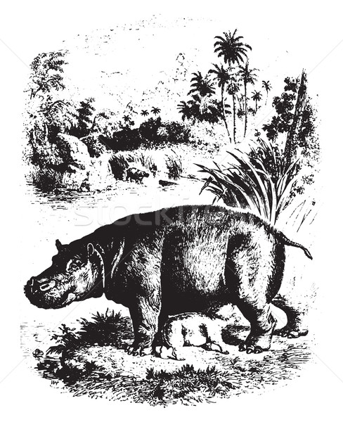 Hippopotamus, vintage engraving. Stock photo © Morphart