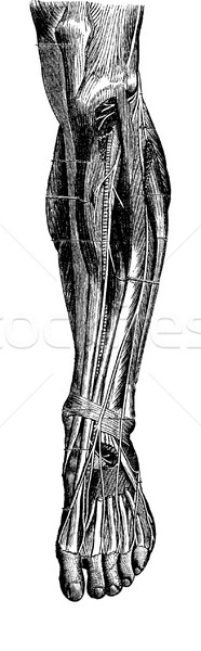 Région jambe vintage gravure muscles [[stock_photo]] © Morphart