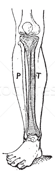 Tibia, vintage engraving. Stock photo © Morphart