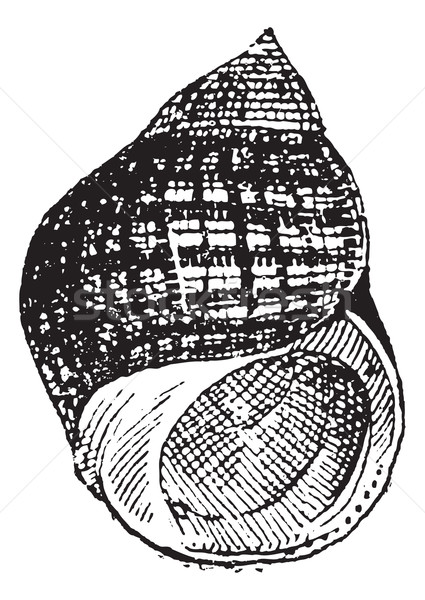 Periwinkle or Littorina sp., vintage engraving Stock photo © Morphart