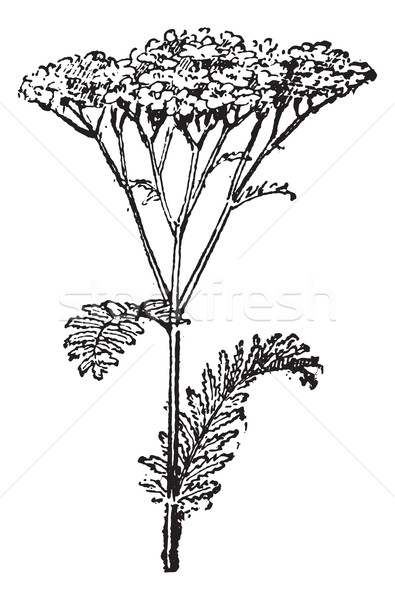 Common Yarrow or Achillea millefolium, vintage engraving Stock photo © Morphart