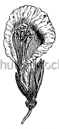 Yellow Lotus or Nelumbo lutea, vintage engraving Stock photo © Morphart