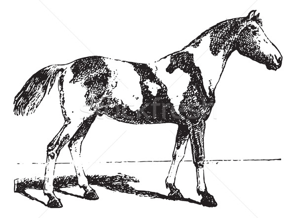 Pinto horse, vintage engraving. Stock photo © Morphart