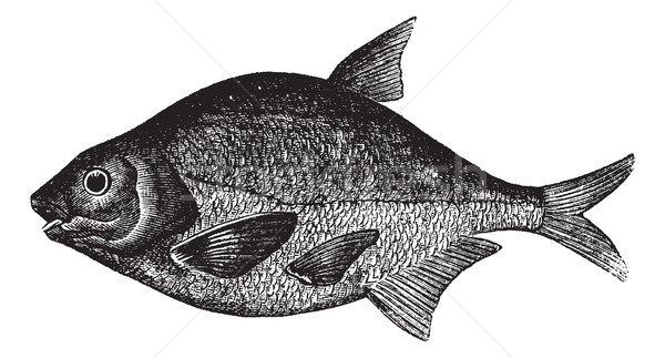 Słodkowodnych ryb vintage wyryty ilustracja charakter Zdjęcia stock © Morphart