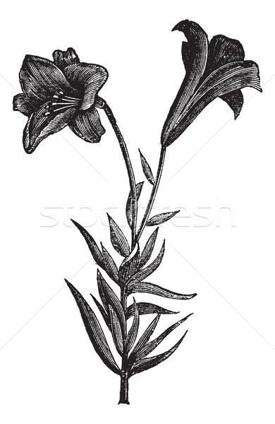 Beautiful long flowered lily, vintage engraving Stock photo © Morphart