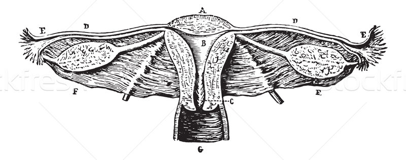 Cup internal genitals of women (Seen from behind), vintage engra Stock photo © Morphart