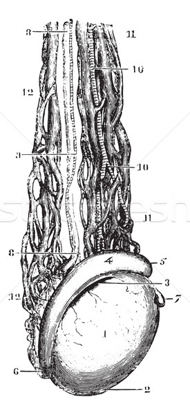 Testicular vein or Spermatic veins, vintage engraving. Stock photo © Morphart