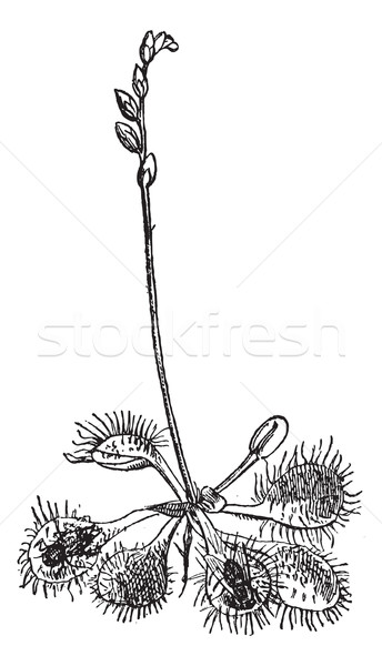 Insectivorous Sundew (Drosera rotundifolia), vintage engraving. Stock photo © Morphart
