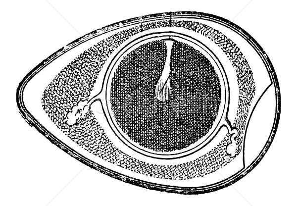 Cross-section of a Chicken Egg, vintage engraving Stock photo © Morphart