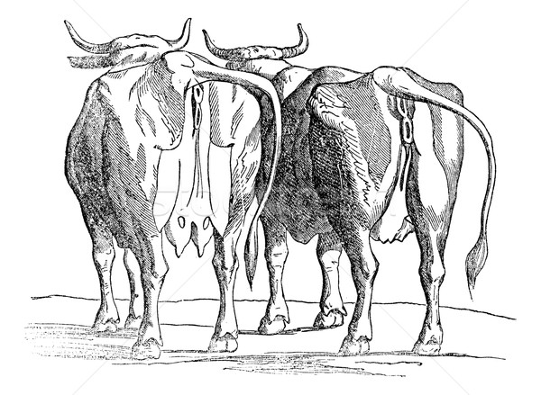 Cow udder, vintage engraving. Stock photo © Morphart