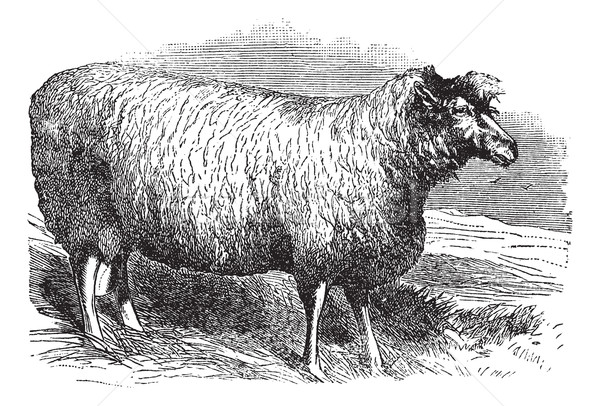 Stock photo: Leicester sheep or Bakewell Leicester, vintage engraving