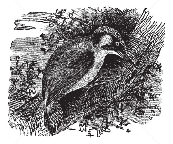 Woodpecker or piculets or wrynecks, vintage engraving. Stock photo © Morphart