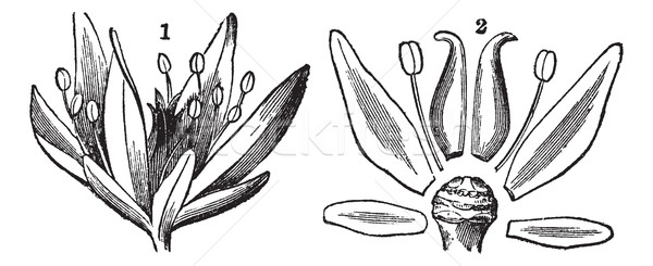Parts of a Flower, vintage engraving Stock photo © Morphart