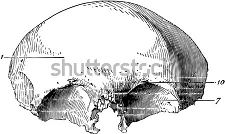 Anterior-posterior section of the eye, vintage engraving. Stock photo © Morphart