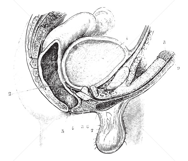 Cup antero-posterior reproductive tract of man, vintage engravin Stock photo © Morphart