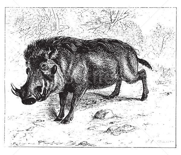 Warthog or common warthog, vintage engraving. Stock photo © Morphart