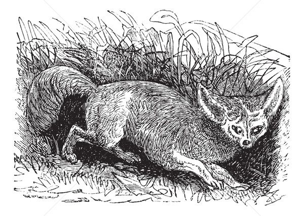 Bat-eared Fox or Otocyon megalotis, vintage engraving Stock photo © Morphart