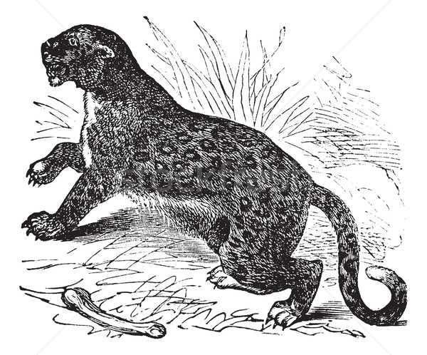 Felis leopardus, vintage engraving Stock photo © Morphart