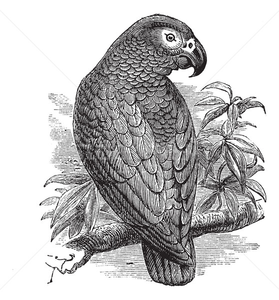 African Grey Parrot or Psittacus erithacus vintage engraving Stock photo © Morphart