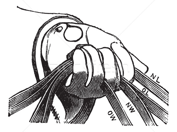 Four reins of horse riding in hand vintage engraving Stock photo © Morphart