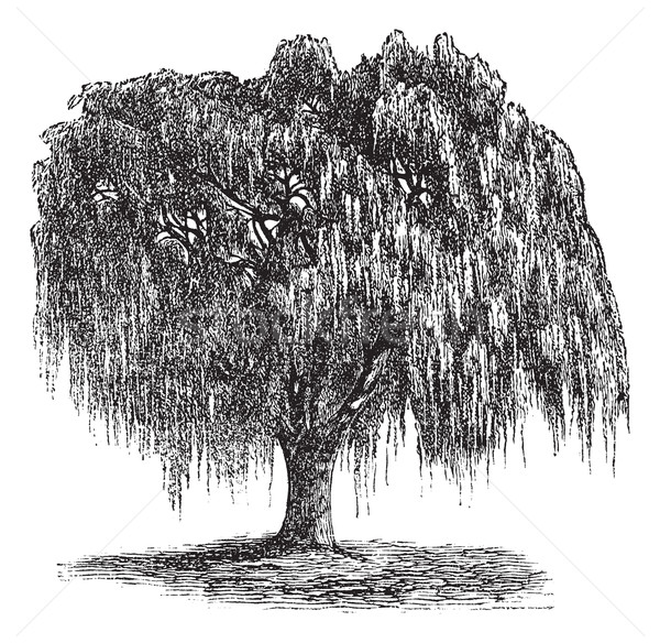 Babylon Willow or Salix babylonica vintage engraving Stock photo © Morphart