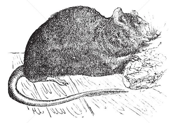 Brown rat (Mus Decumanus) or common rat, vintage engraving. Stock photo © Morphart