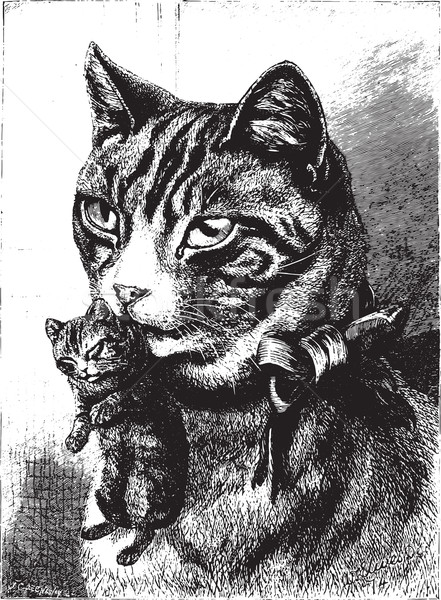 Cat with kitten, vintage engraving. Stock photo © Morphart