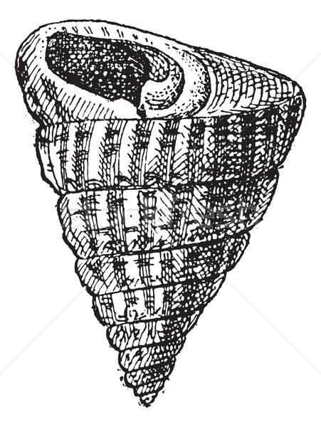 Stock photo: Trochiform Shape of a Shellfish, vintage engraving
