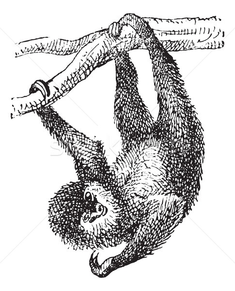 Sloth, vintage engraving Stock photo © Morphart