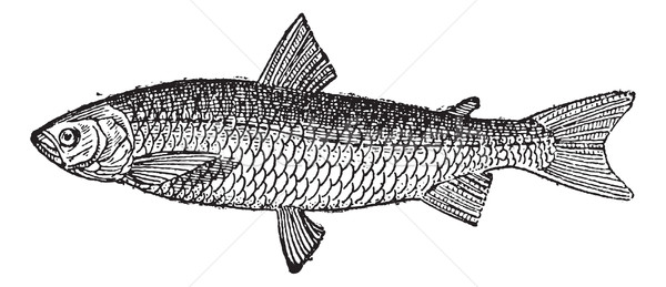European Whitefish or Coregonus lavaretus, vintage engraving Stock photo © Morphart