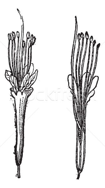 Nere or Parkia biglobosa, vintage engraving Stock photo © Morphart