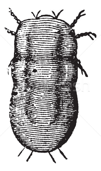 Locust mite or Astoma gryllaria vintage engraving Stock photo © Morphart