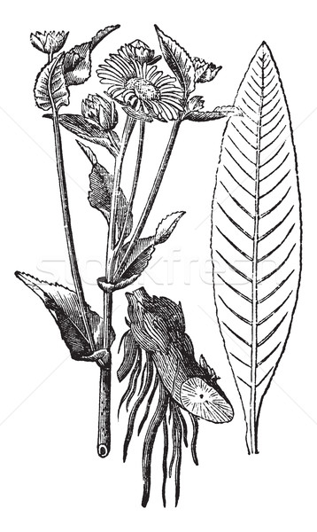 Elecampane or Horse-heal vintage engraving Stock photo © Morphart