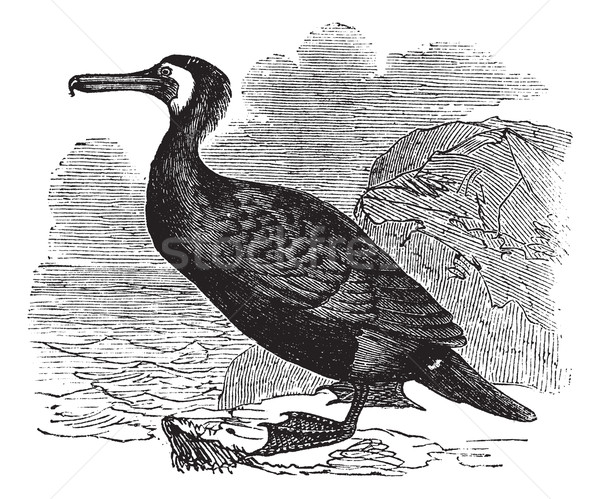 Great Cormorant or Great Black Cormorant or Black Cormorant or B Stock photo © Morphart