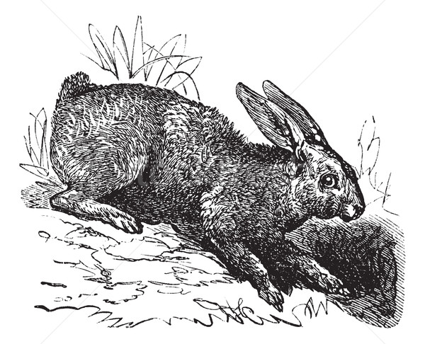 Northern hare (Lepus americanus) or Snowshoe Hare vintage engrav Stock photo © Morphart