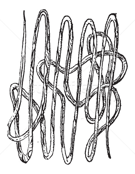 Roundworm, Nematode or Nematoda, vintage engraving Stock photo © Morphart