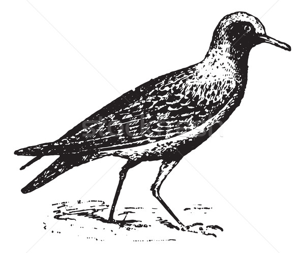 Piping plover, vintage engraving. Stock photo © Morphart