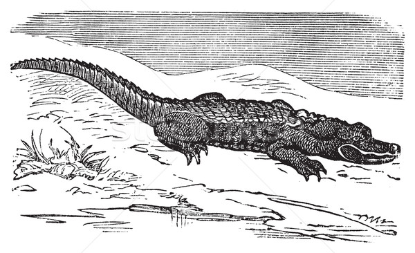 Stock photo: American Alligator engraving, or Alligator Mississippiensis.