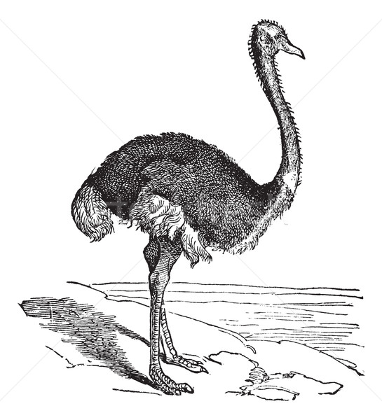 The Ostrich or Struthio camelus. Vintage engraving. Stock photo © Morphart