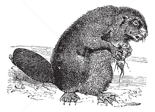 Beaver or rodent vintage engraving Stock photo © Morphart