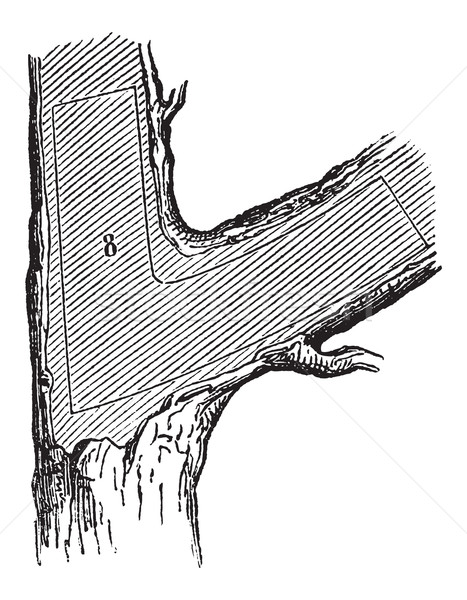 Ağaç kereste bağbozumu oyma bölüm oyulmuş Stok fotoğraf © Morphart