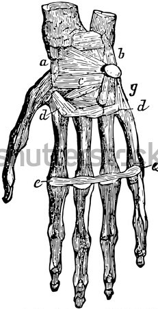 Stock photo: Skeleton of the foot (dorsal), vintage engraving.