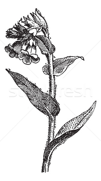 Pulmonaria spotted or lungwort, vintage engraving. Stock photo © Morphart