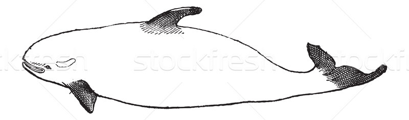 Killer Whale or Orcinus orca, vintage engraving Stock photo © Morphart