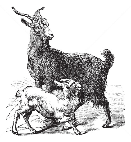 Domestic Goat vintage engraving Stock photo © Morphart