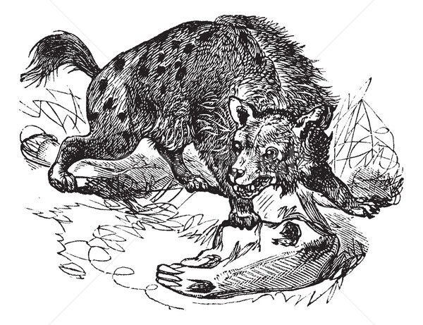 Stock photo: Spotted Hyena or Crocuta crocuta vintage engraving