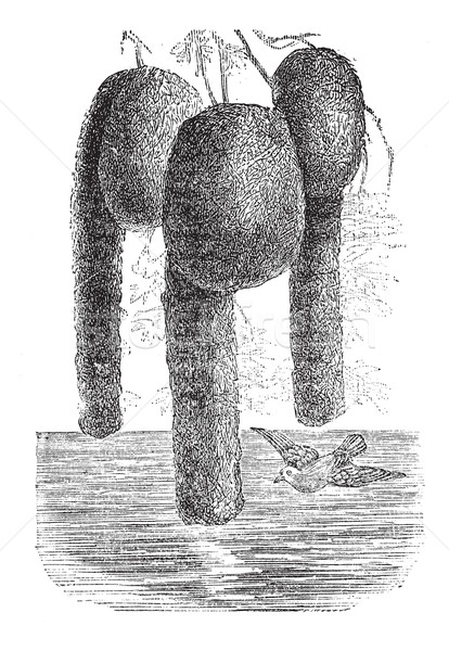 Nelicourvi Weaver or Ploceus nelicourvi, vintage engraved illust Stock photo © Morphart