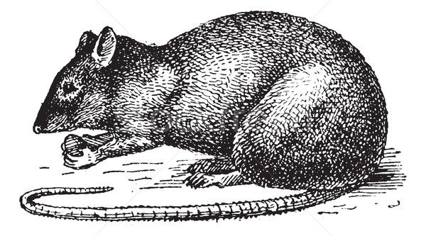 Rat isolé blanche vintage gravure gravé Photo stock © Morphart