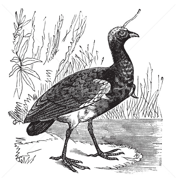 Horned Screamer or Anhima cornuta vintage engraving Stock photo © Morphart